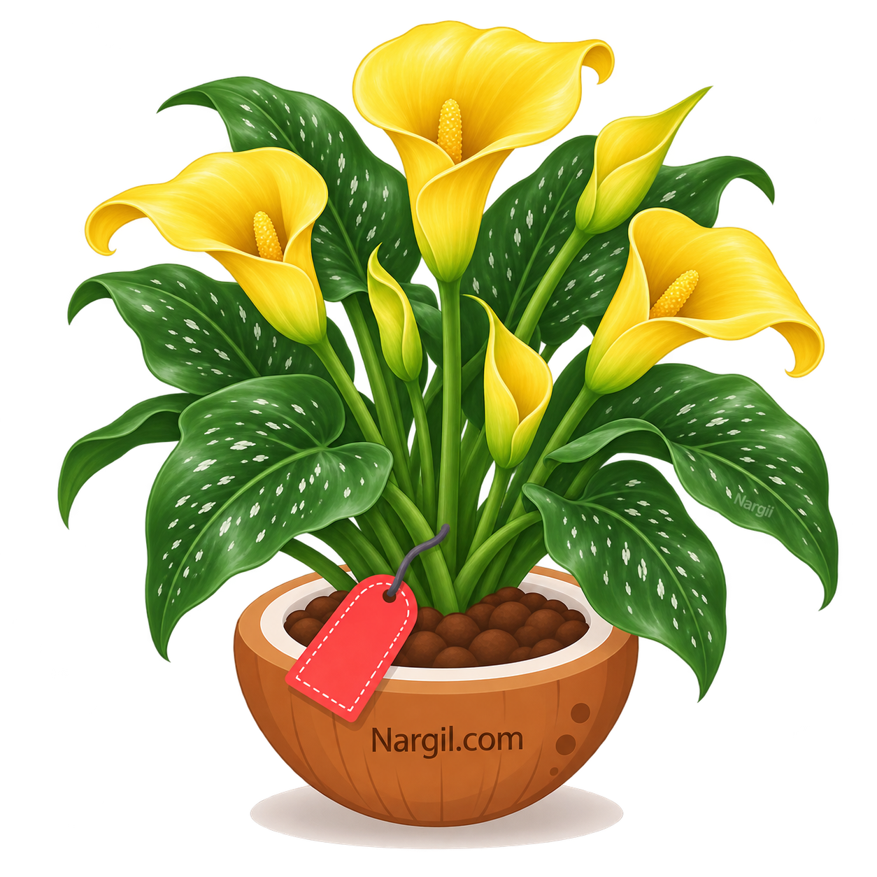 Nargil_Zantedeschia Elliottiana